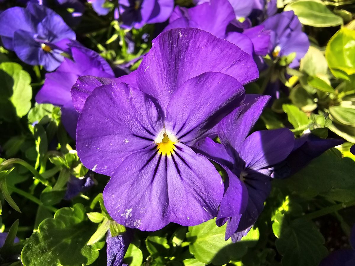 Samsung Galaxy S24 Ultra Macro Sample.