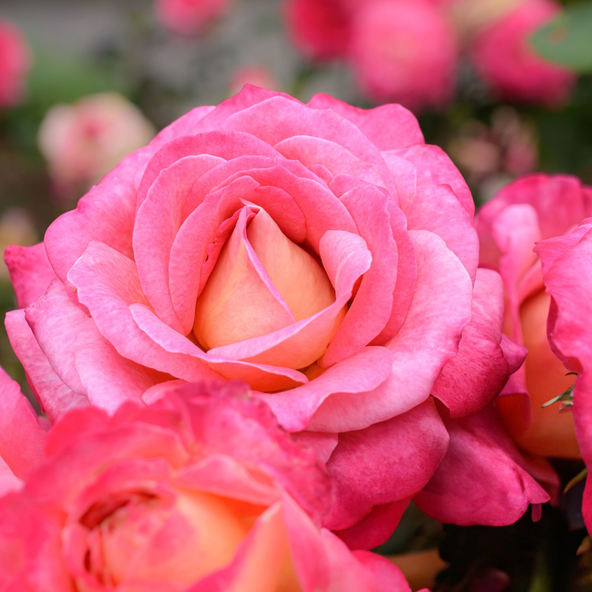 A close-up of a light pink rose in bloom, set against green foliage with scattered roses in the background.