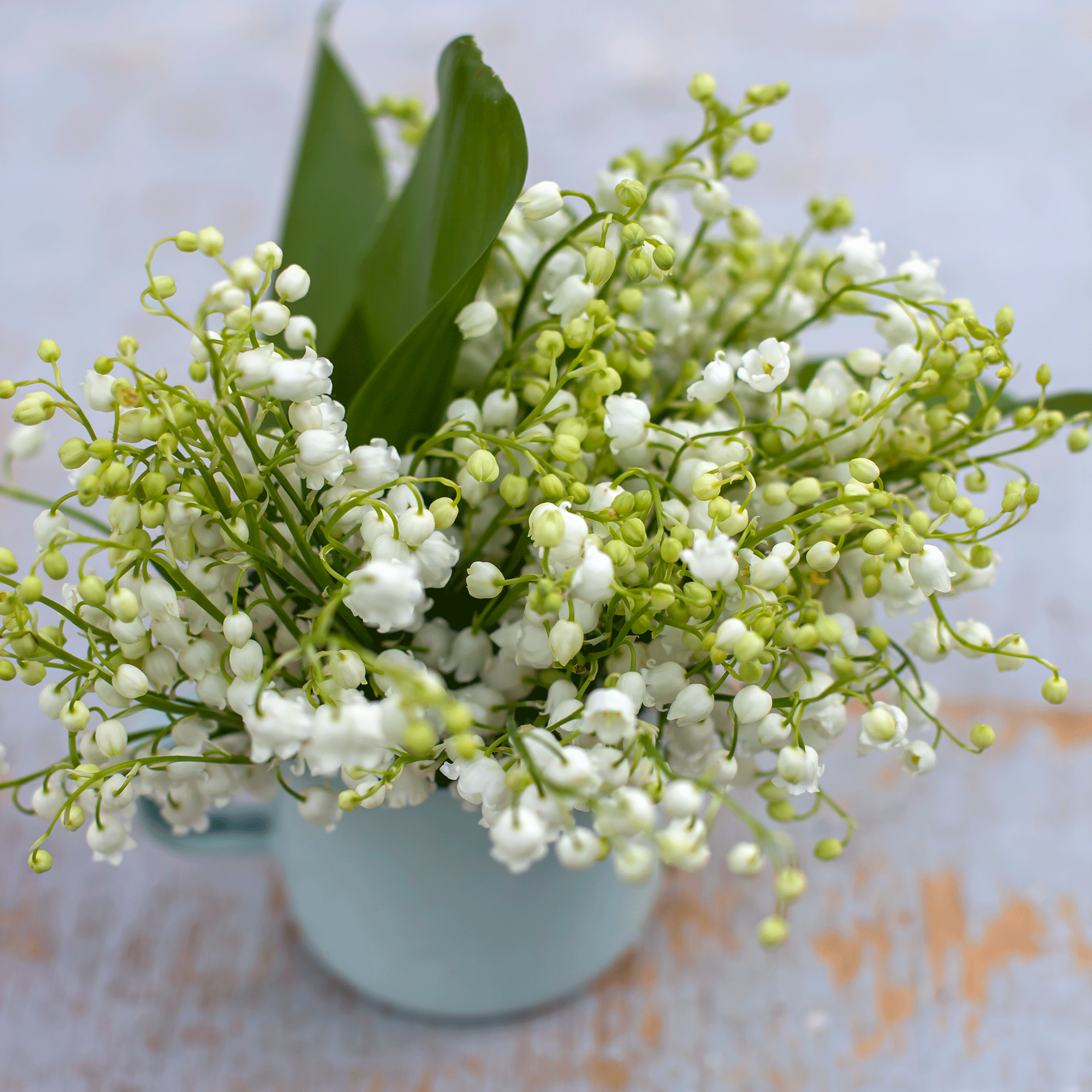 Lily of the valley