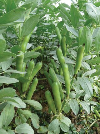 grow your own broad beans