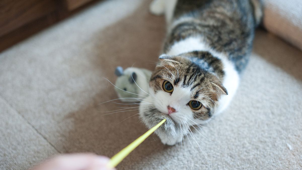 Cat playing with a piece of string