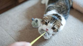 Cat playing with a piece of string