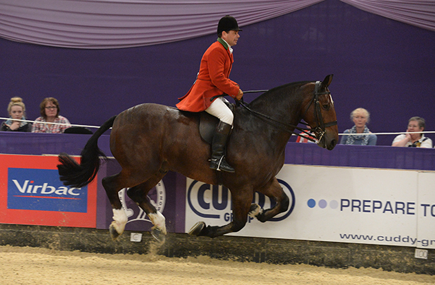 HOYS 2014 Cob of the year