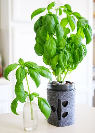 Hydroponic basil growing kit