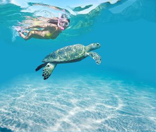 Snorkelling in Tobago