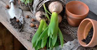 Hyacinth bulbs being uprooted on a garden bench to show what to do with hyacinths after flowering