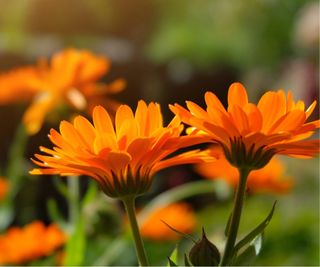 Gerbera daisies