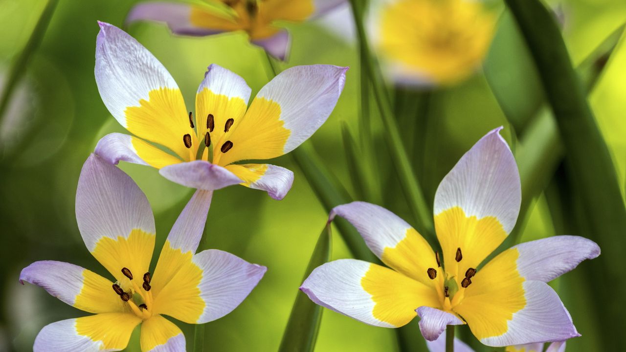 Tulipa humilis with yellow and pale pink flowers