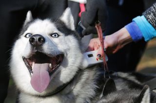 A husky dog being scanned for a microchip.