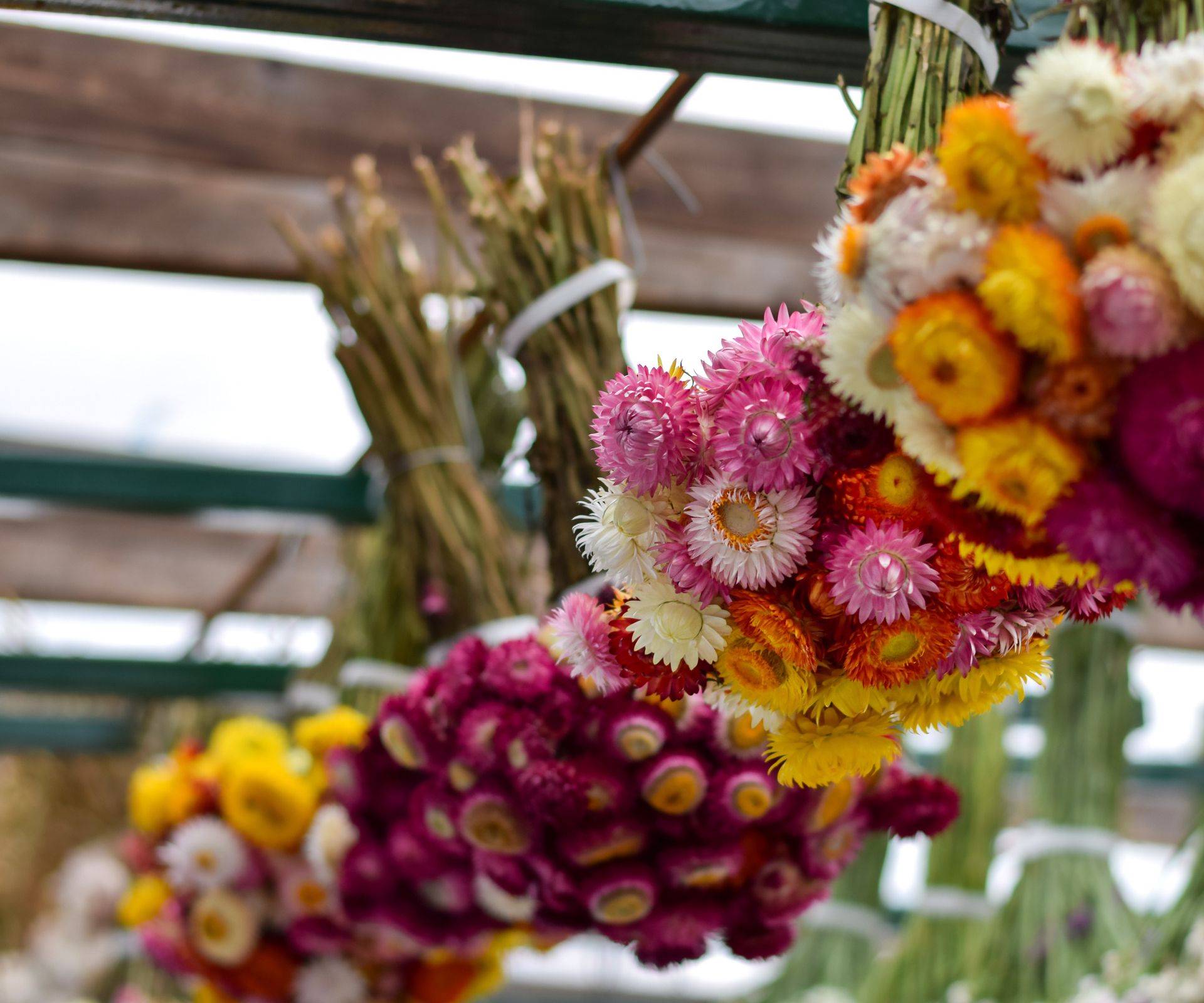 bunches of strawflowers hanging up to dry