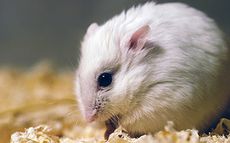  Winter white Russian dwarf hamster.