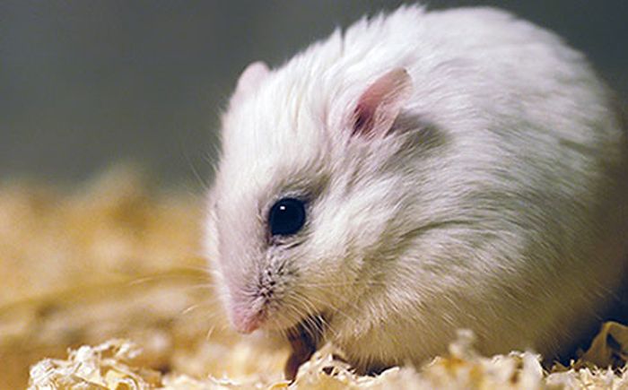  Winter white Russian dwarf hamster.