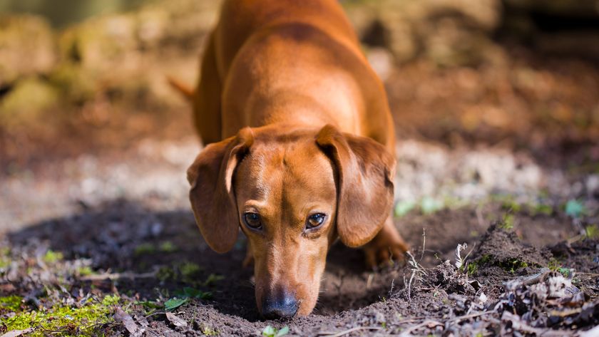 Dachshund sniffing dirt