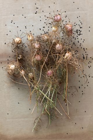 Dried Nigella seed heads