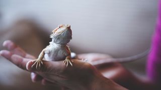 Bearded dragon in a person's hand