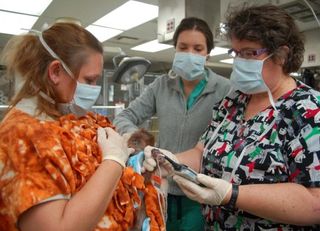 A baby orangutan from the Como Zoo delivered by C-section at the University of Minnesota Veterinary Medical Center.