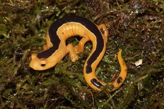 Long-Lost Salamander