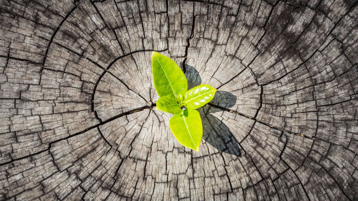 A green shoot growing out of a log 