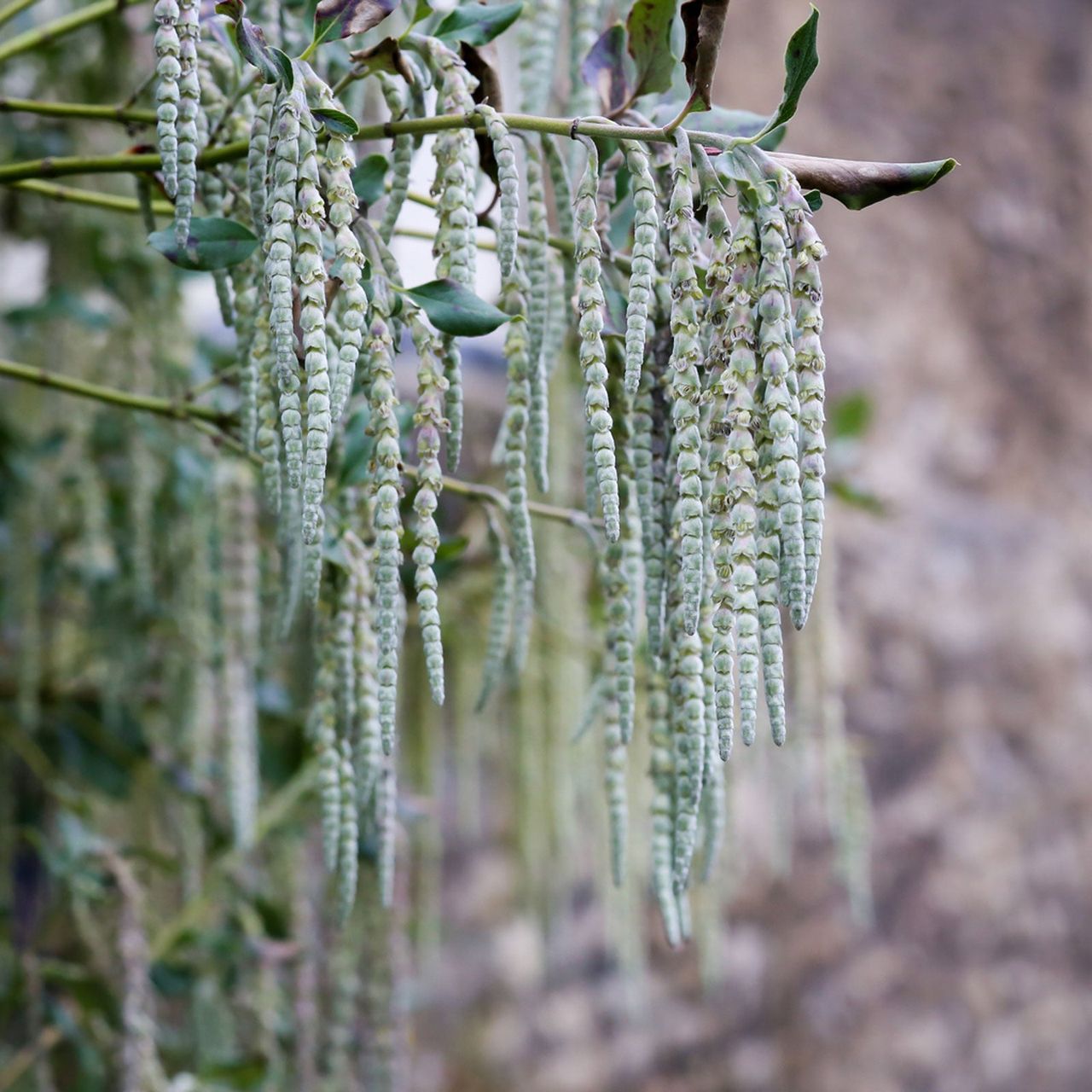 Long Leathery Green Silk Tassel