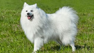 Japanese Spitz