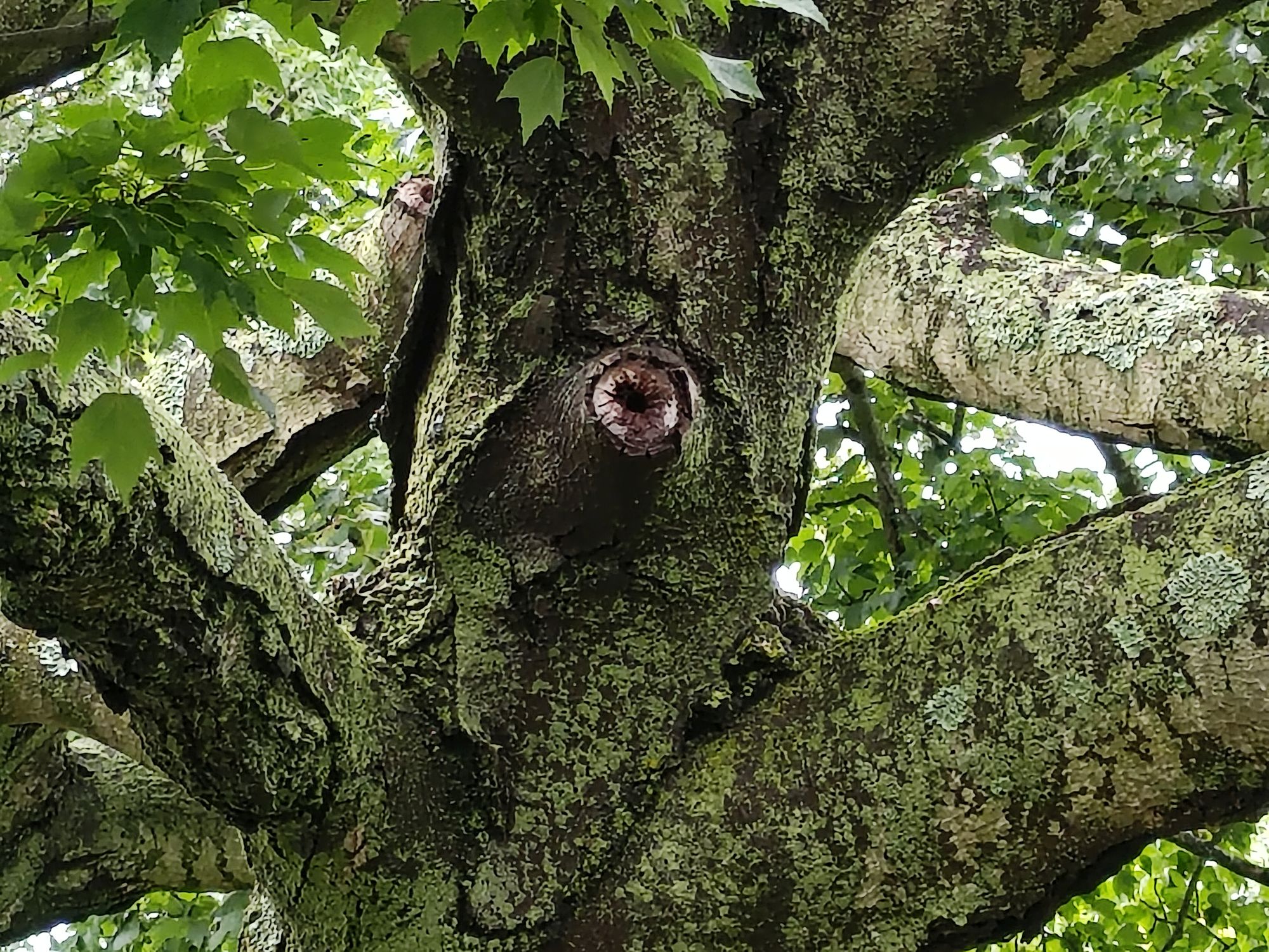Motorola Razr Plus (2025) camera sample.
