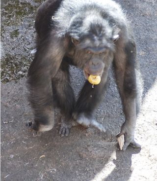 A male chimpanzee named Santino hurls stones at visitors.