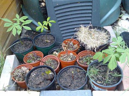 Potted Horse Chestnut And Plants