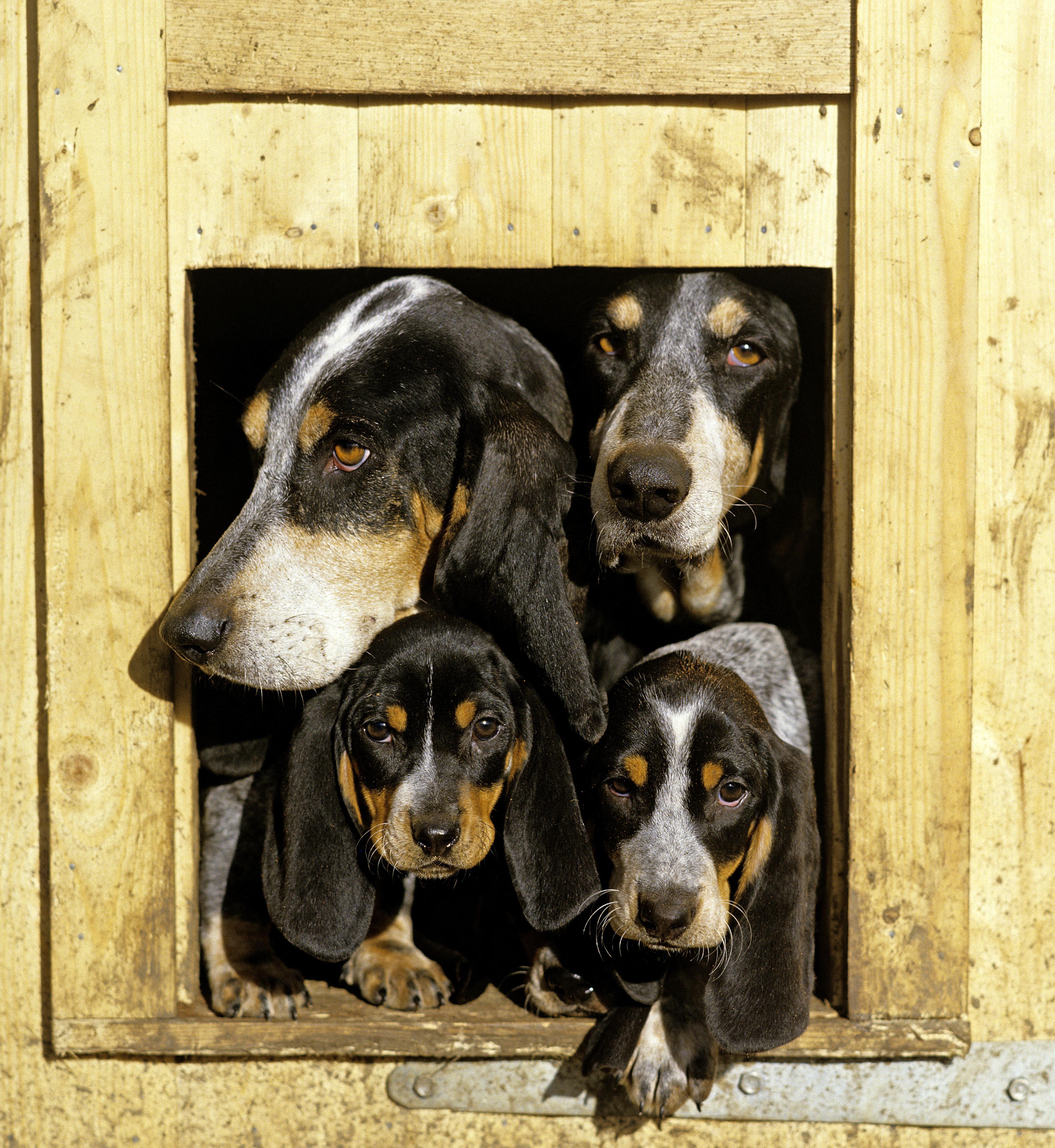 A group of Grand Bleu de Gascogne hounds peering out from a wooden kennel, their mottled blue-grey, black and tan coats and long ears characteristic of the breed.