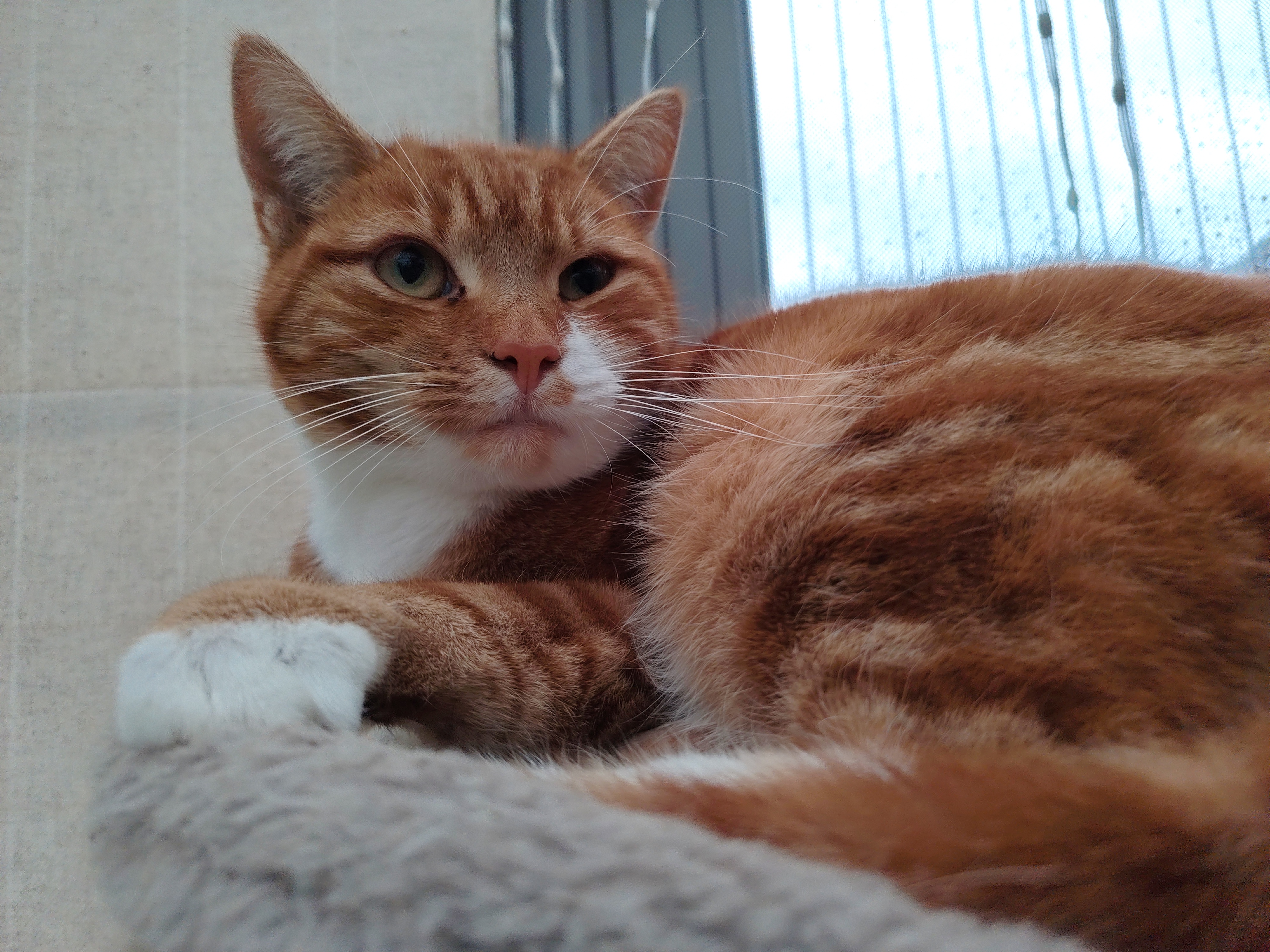 A cat laying on a cat bed