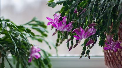 Closeup of two christmas cactus plants blooming indoors