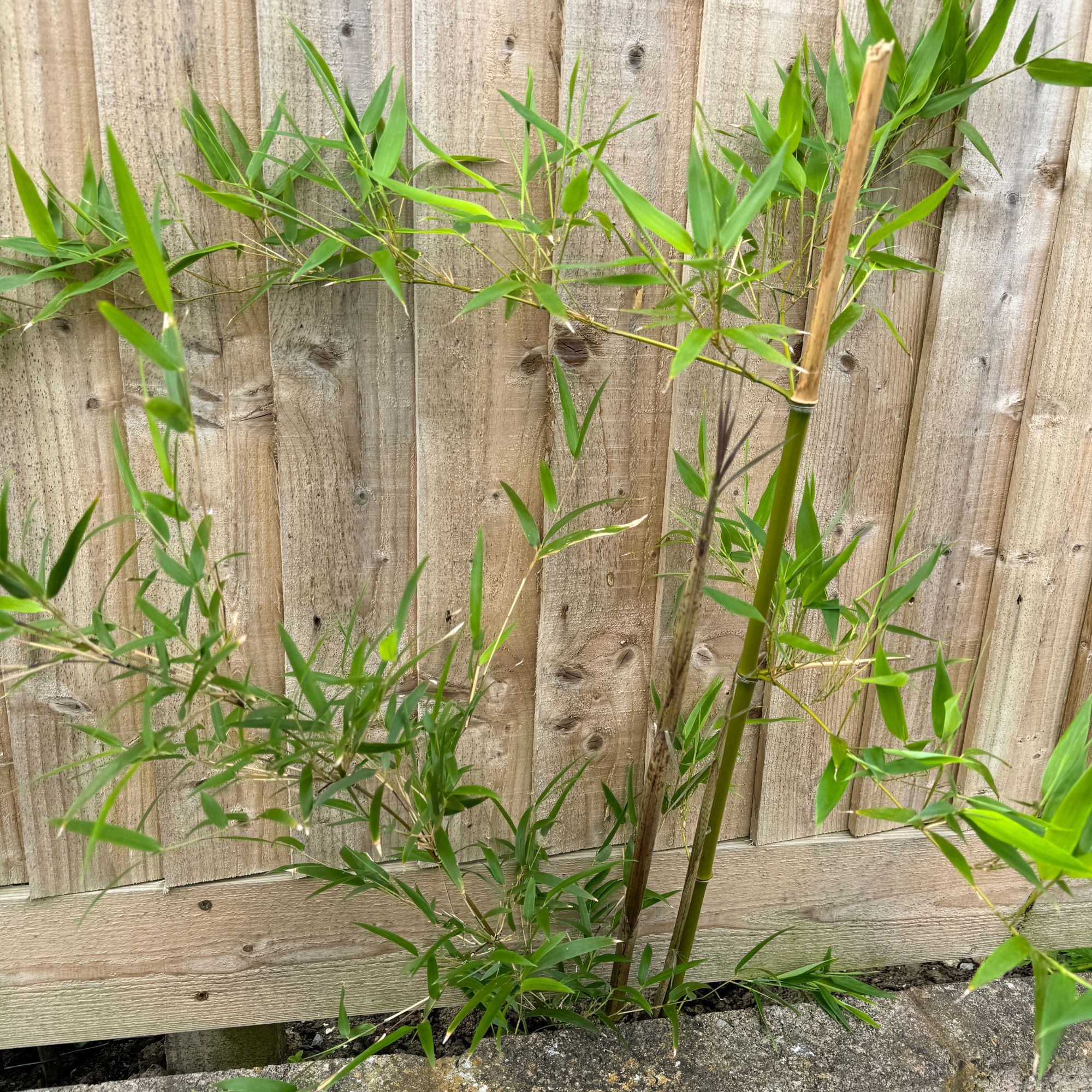 Bamboo shoots growing under fence in garden