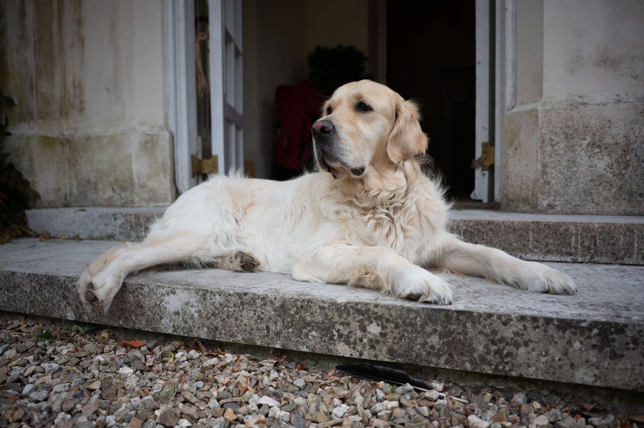 Golden retriever lies proudly in a house doorway