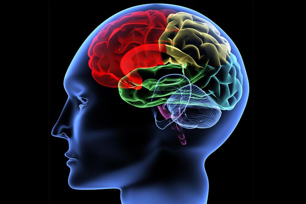 Brain sense. Изображение мозга человека. Мозг картинка. Развитый головной мозг.
