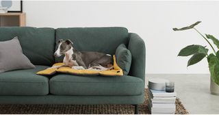 Made.com has produced a stylish range of beds, blankets, bowls, houses and bags for pets