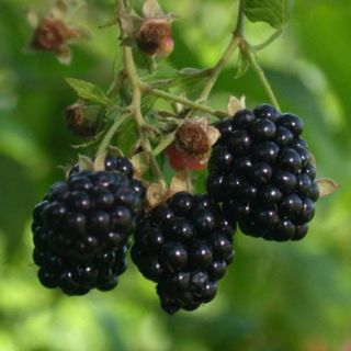  BLACKBERRY Fruit Bush Rubus Allegheniensis