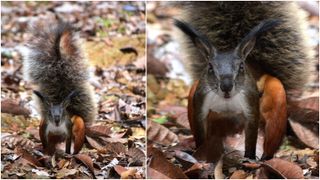 Two pictures of a ground tufted squirrel in Borneo.