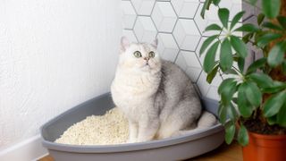 Cat sitting in litter box