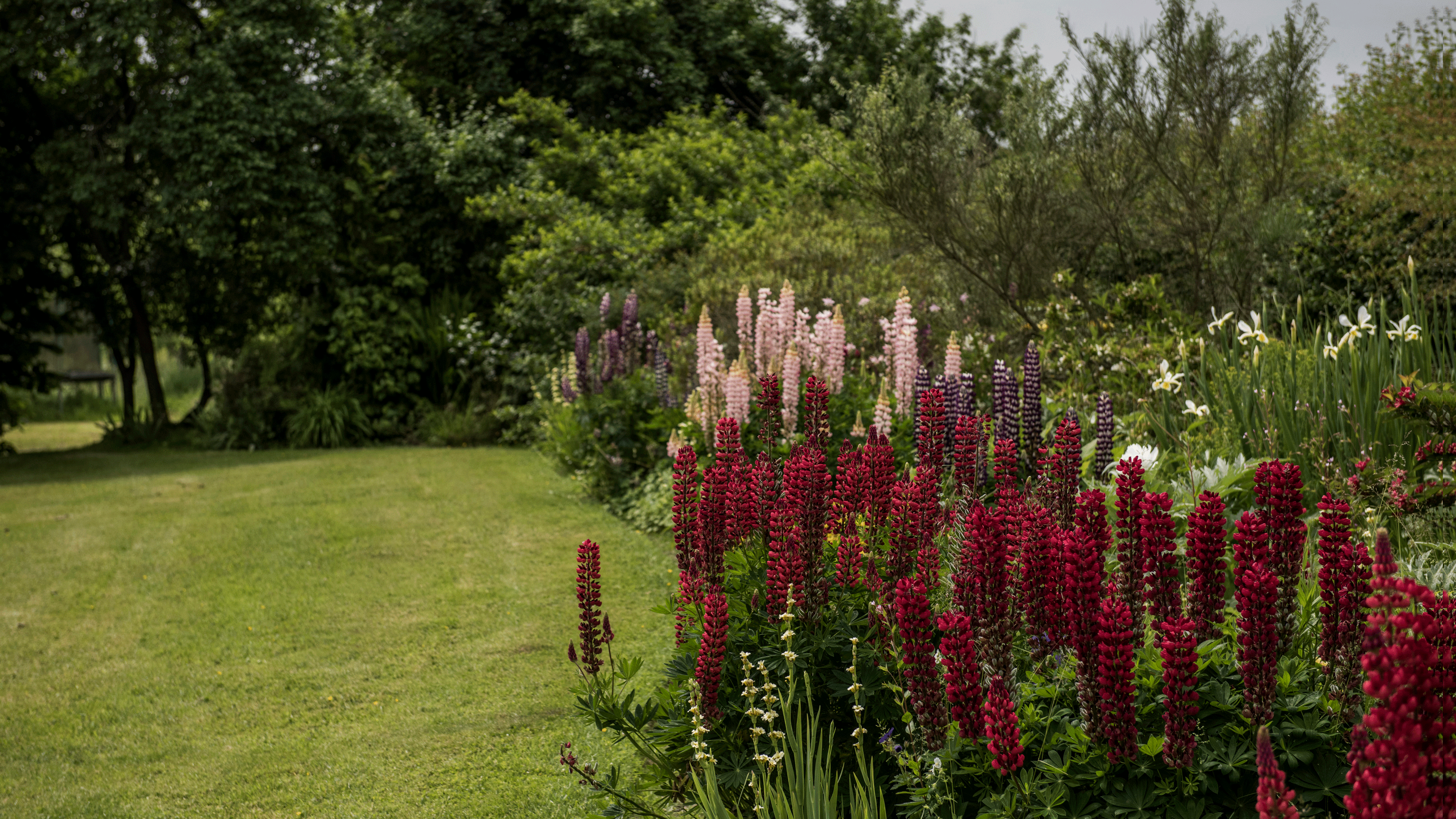 Lupins in a garden