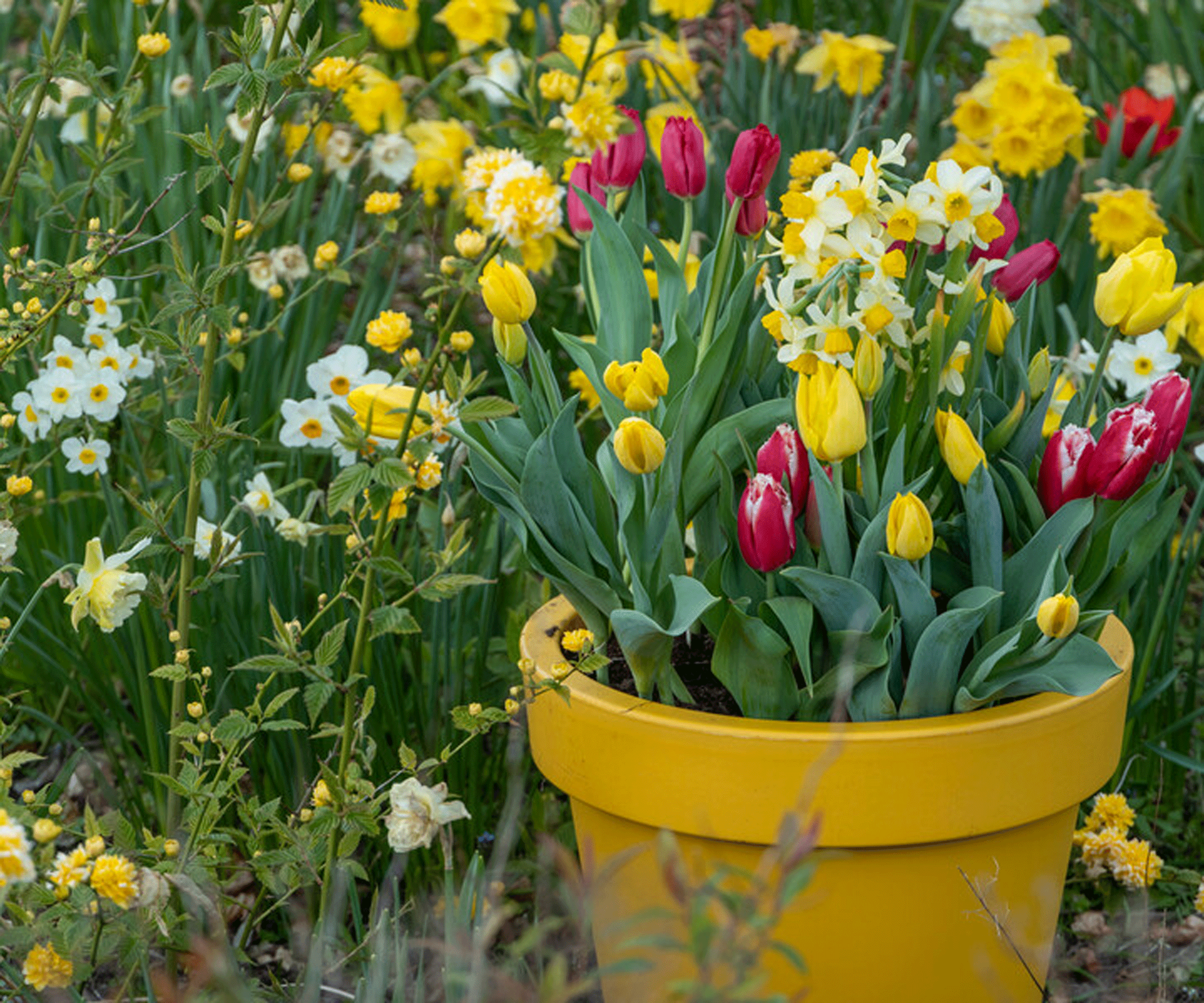tulips and narcissus in bright yellow pot