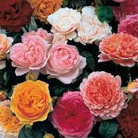 Pack of six different bush roses from Gardening Express
