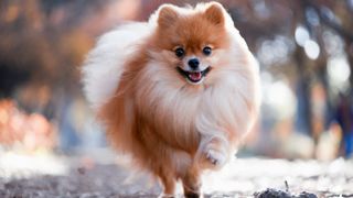 pomeranian