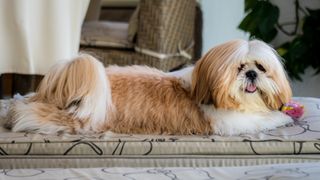 Shih Tzu