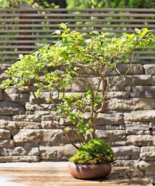 Blueberry bonsai tree