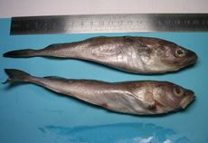 shrinking cod