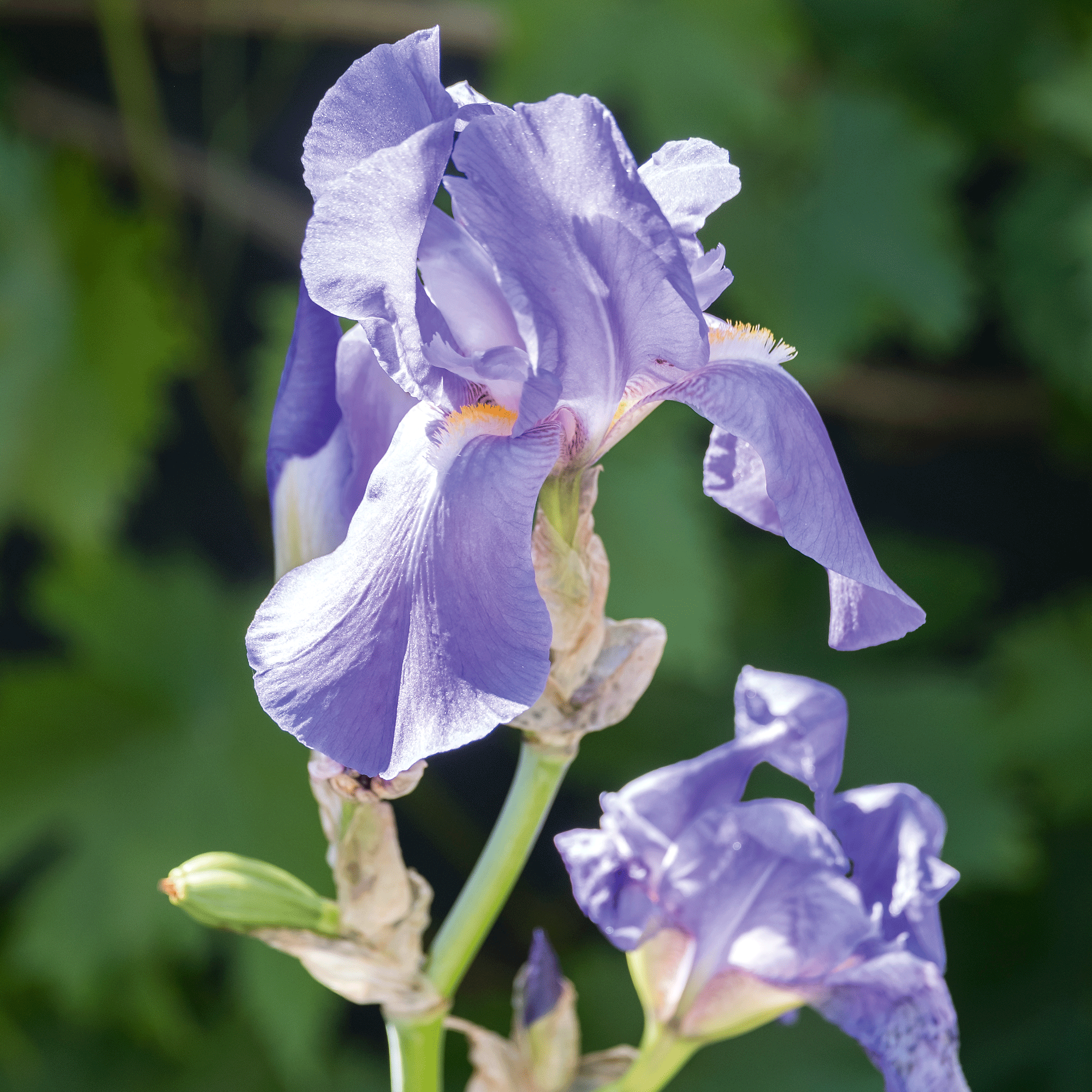 close up of Iris 'Jane Philips'