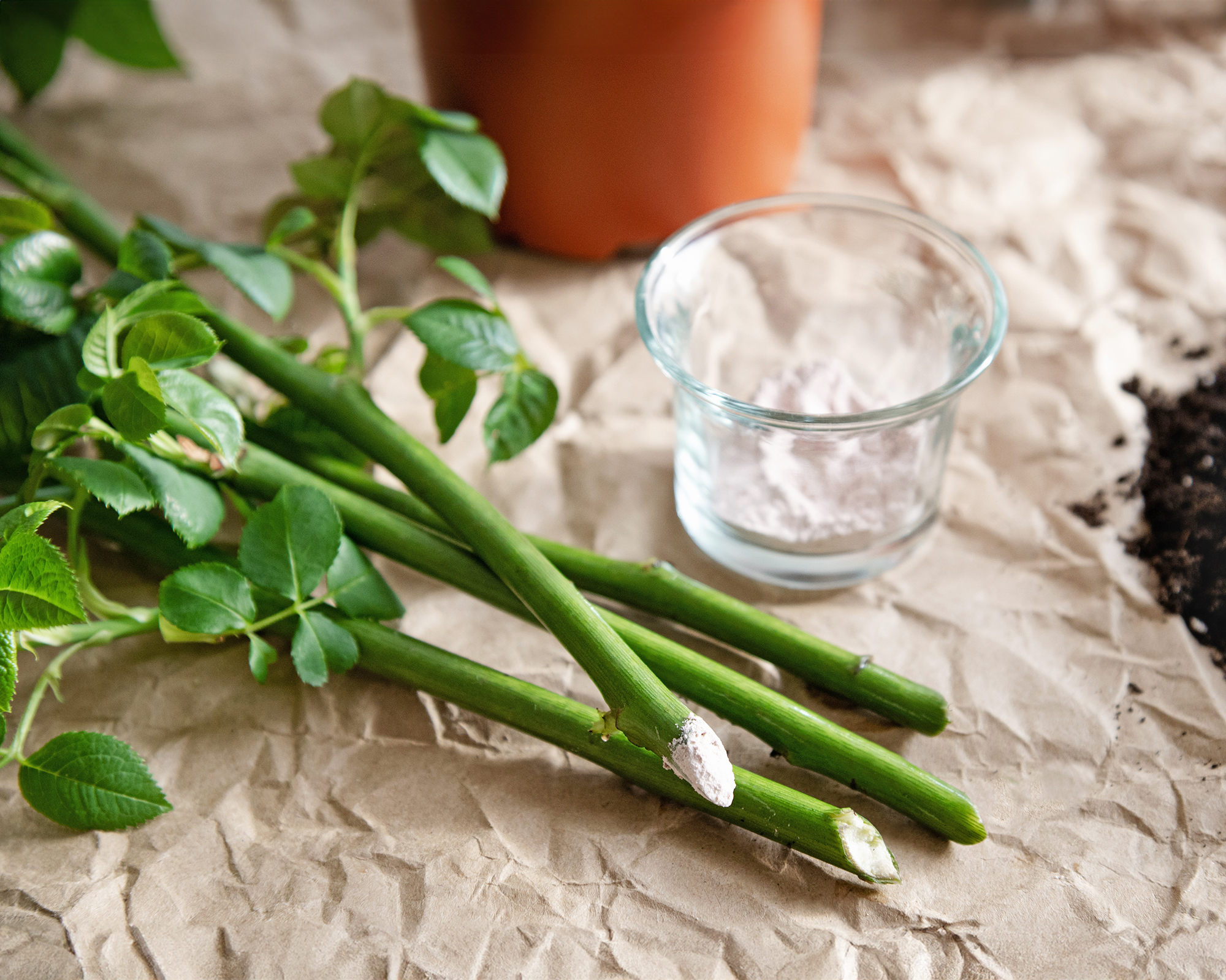Rose cuttings dipped in rooting hormone