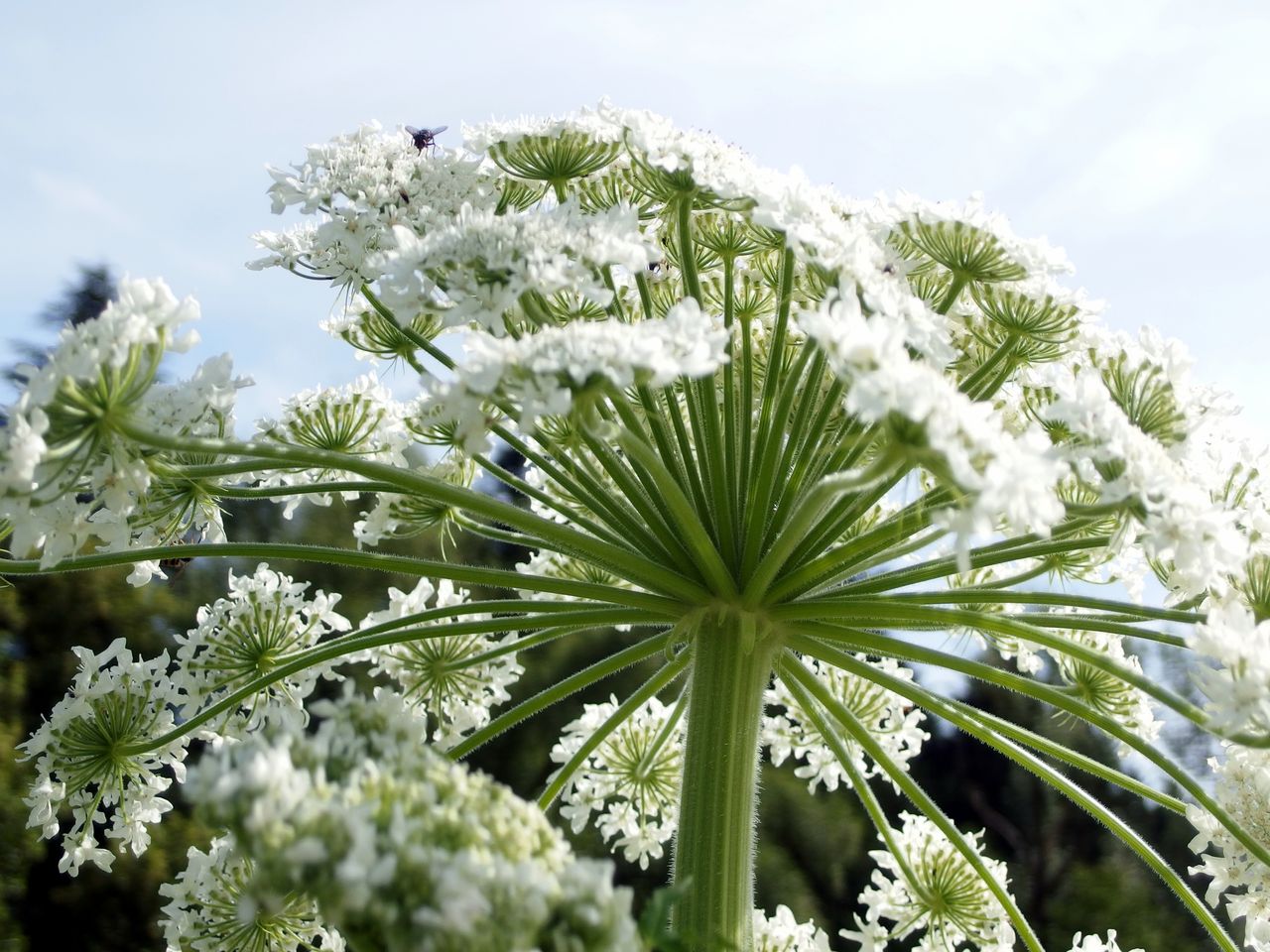 Giant hogweed