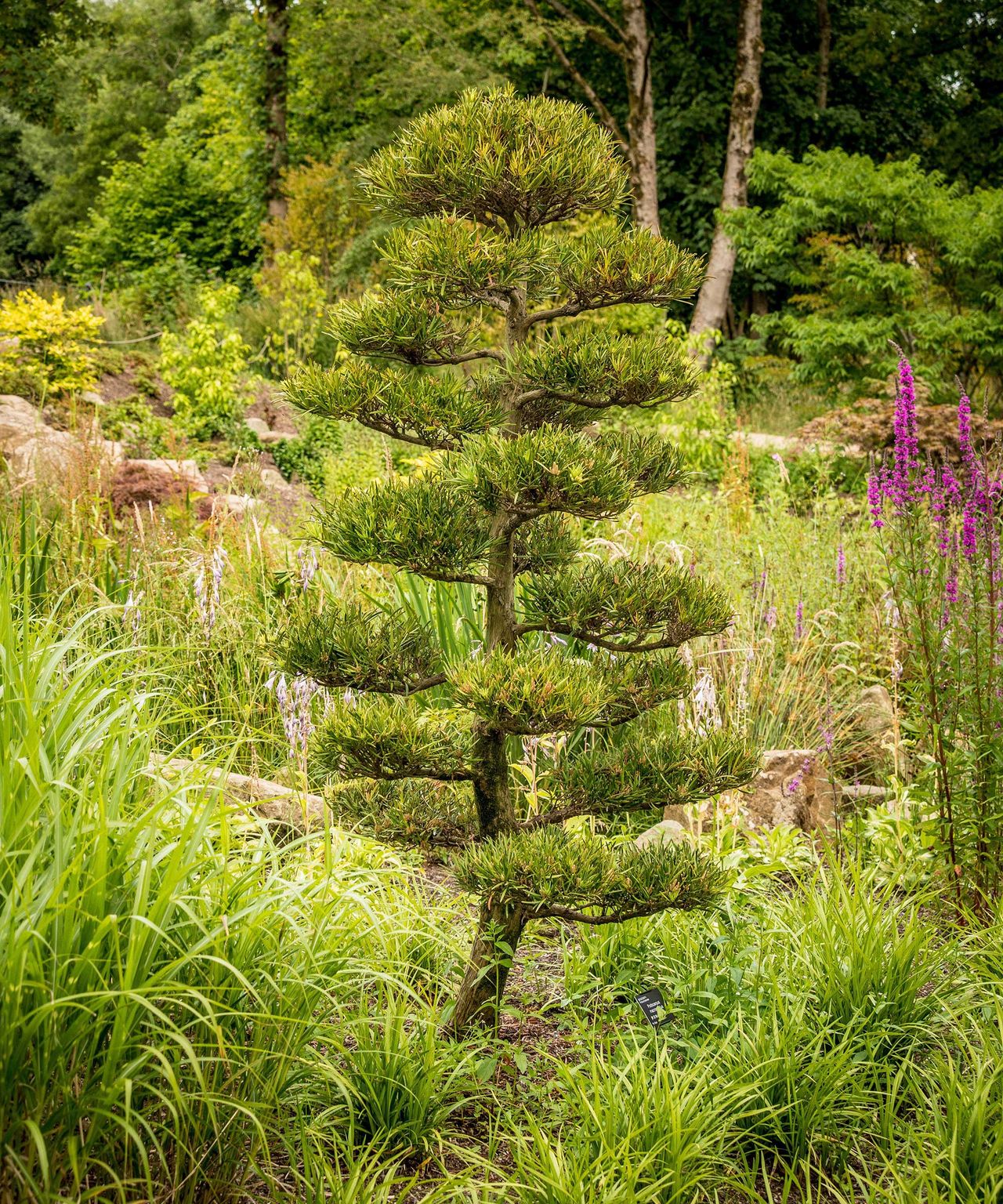 Podocarpus care and growing guide: top tips for these trees | Homes and ...