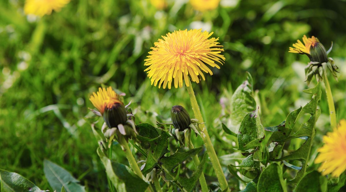 dandelions in grass