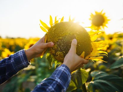 Hands pulling a sunflower off of its stalk